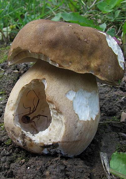 hríb dubový Boletus reticulatus Schaeff.