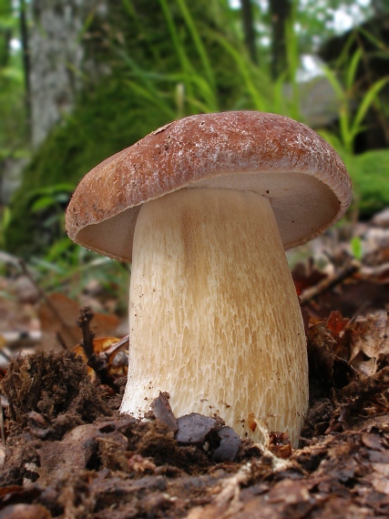 hríb dubový Boletus reticulatus Schaeff.