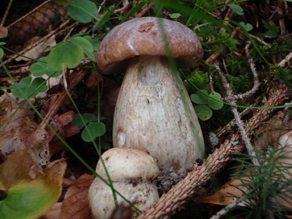 hríb dubový Boletus reticulatus Schaeff.