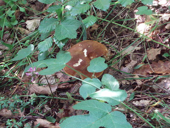 hríb dubový Boletus reticulatus Schaeff.