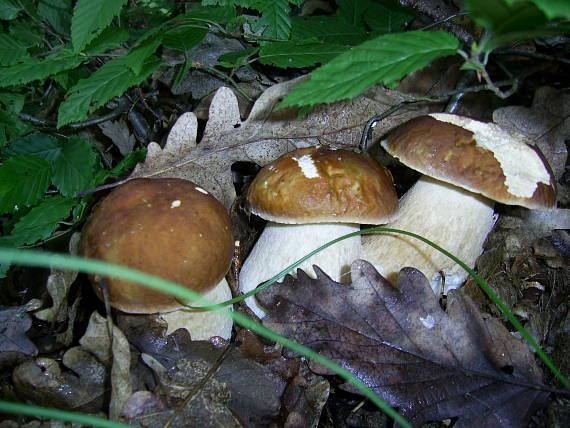 hríb dubový Boletus reticulatus Schaeff.