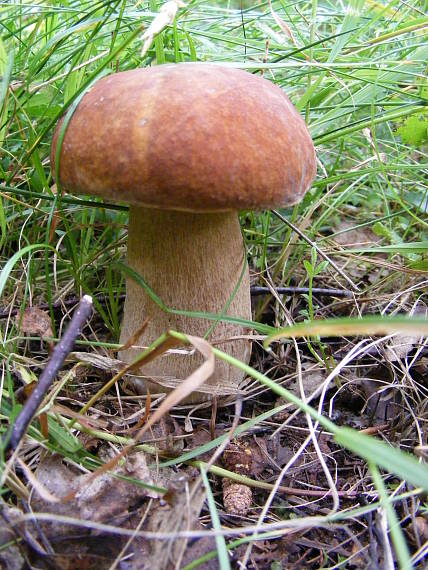 hríb dubový Boletus reticulatus Schaeff.