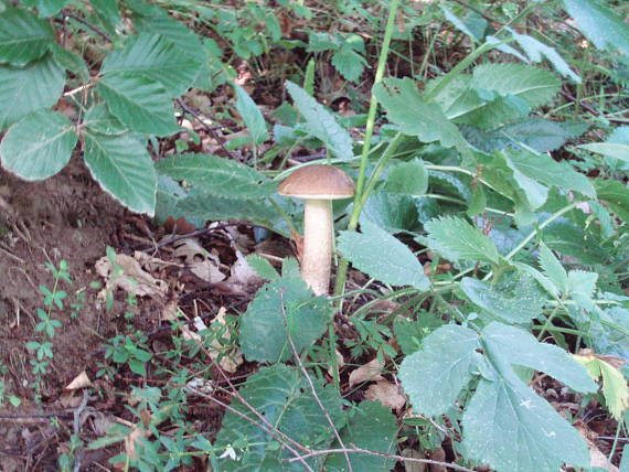 hríb Boletus sp.