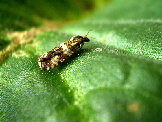 obaľovač štvorháčikový Celypha cespitana