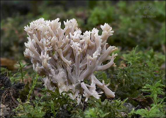 konárovka hrebenitá Clavulina coralloides (L.) J. Schröt.