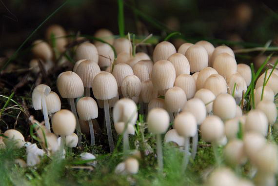 hnojník rozsiaty Coprinellus disseminatus (Pers.) J.E. Lange