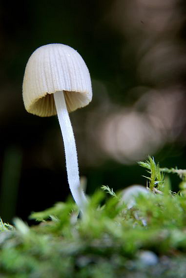 hnojník rozsiaty Coprinellus disseminatus (Pers.) J.E. Lange