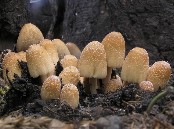 hnojník ligotavý Coprinellus micaceus (Bull.) Vilgalys, Hopple & Jacq. Johnson