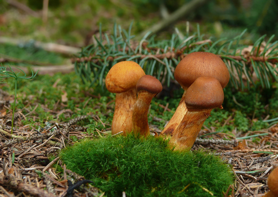 pavučinovec Cortinarius sp.