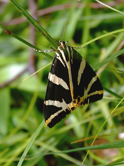 spriadač kostihojový Euplagia quadripunctaria  Poda, 1761