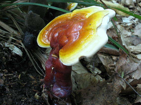 lesklokôrovka obyčajná Ganoderma lucidum (Curtis) P. Karst.