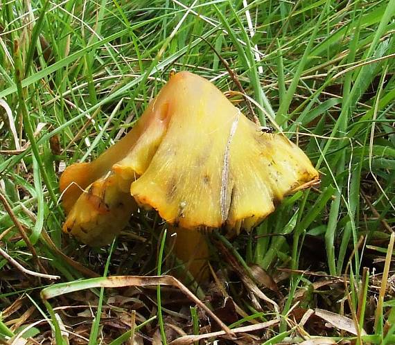 lúčnica Hygrocybe