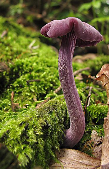 lakovka ametystová Laccaria amethystina (Huds.) Cooke