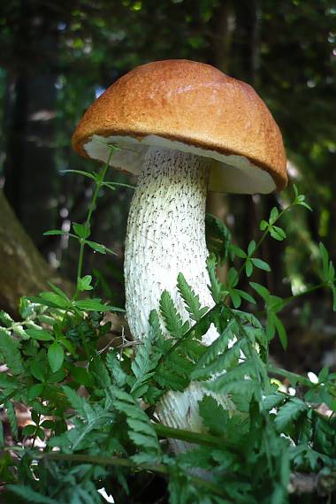 kozák osikový  Leccinum albostipitatum den Bakker & Noordel.