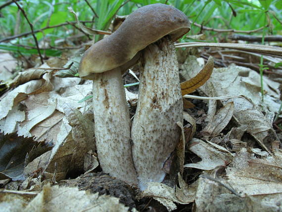 kozák hrabový Leccinum pseudoscabrum (Kallenb.) Šutara