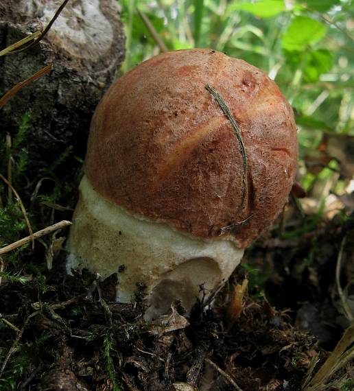 křemenáč dubový Leccinum quercinum Bakker & Noordel.