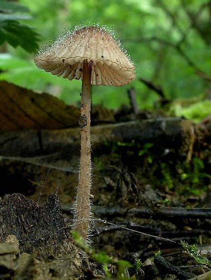 prilbička Mycena sp.