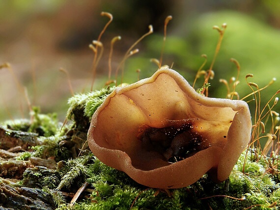 čiaška Peziza sp.