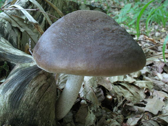 štítovka jelenia Pluteus cervinus (Schaeff.) P. Kumm.