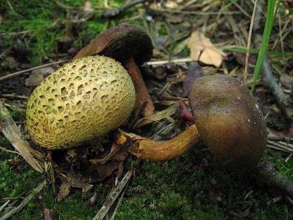 hřib cizopasný Pseudoboletus parasiticus (Bull.) Šutara