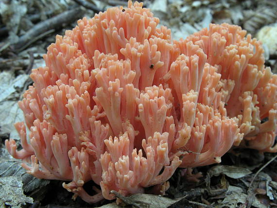 strapačka lososovoružová Ramaria subbotrytis (Coker) Corner