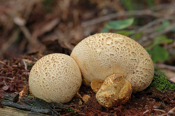 pestrec obyčajný Scleroderma citrinum Pers.