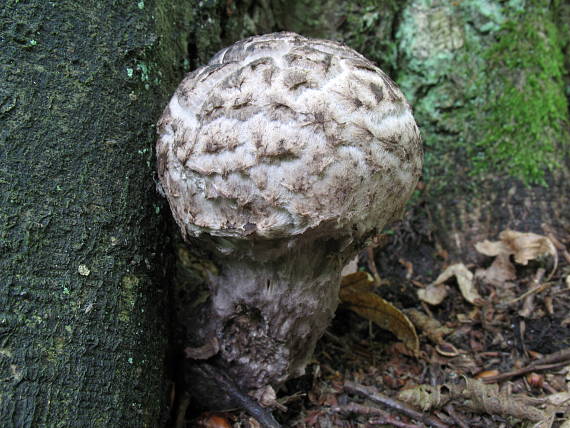 šiškovec šupinatý Strobilomyces strobilaceus (Scop.) Berk.