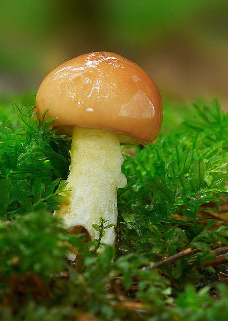 masliak zrnitý Suillus granulatus (L.) Roussel