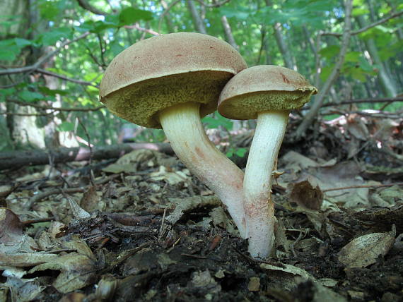 suchohríb plstnatý Xerocomus subtomentosus L.