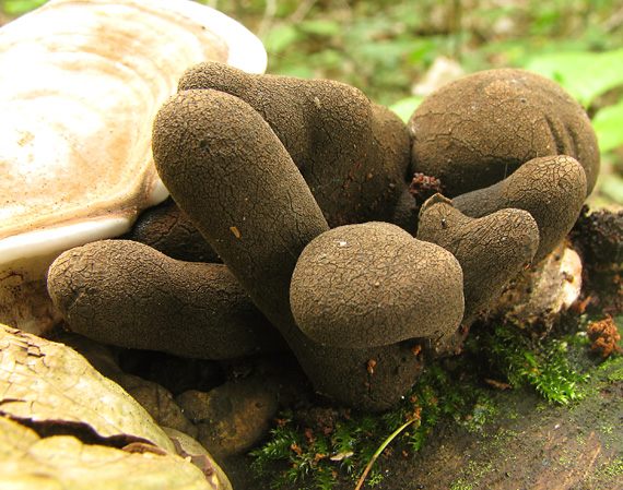 drevnatec kyjakovitý Xylaria polymorpha (Pers.) Grev.