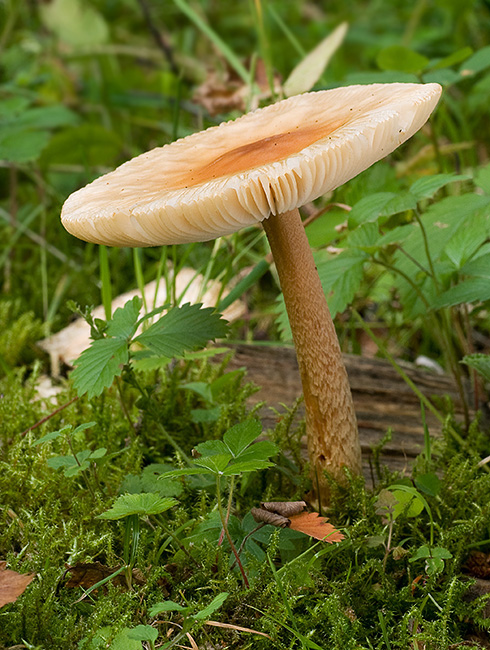 muchotrávka oranžová Amanita crocea (Quél.) Singer