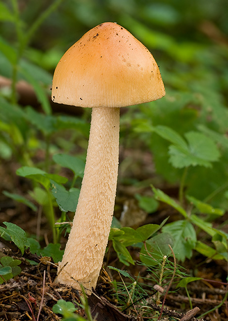 muchotrávka oranžová Amanita crocea (Quél.) Singer