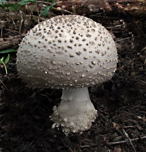 muchotrávka ostnatá Amanita echinocephala (Vittad.) Quél.