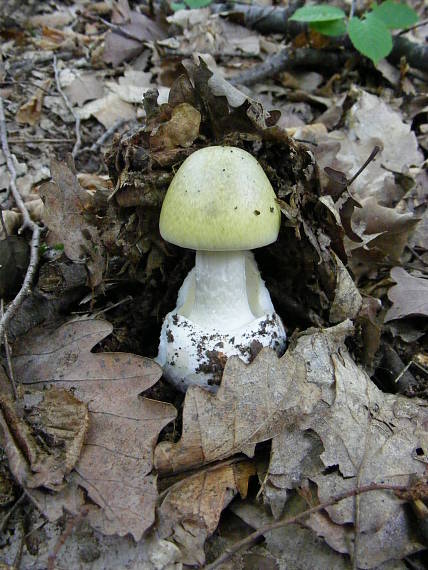 muchotrávka zelená Amanita phalloides (Vaill. ex Fr.) Link