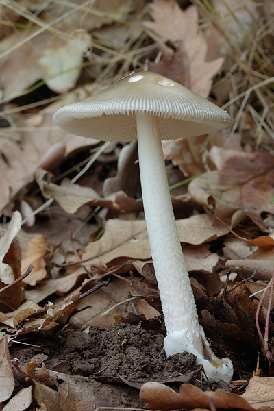 muchotrávka pošvatá Amanita vaginata (Bull.) Lam.