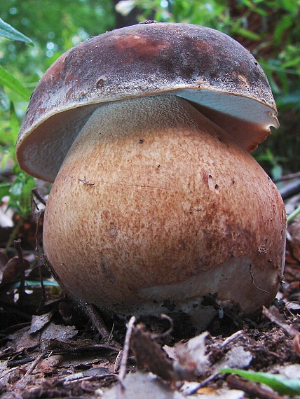 hríb bronzový Boletus aereus Bull. ex Fr.