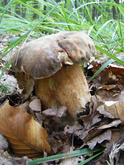 hríb bronzový Boletus aereus Bull. ex Fr.