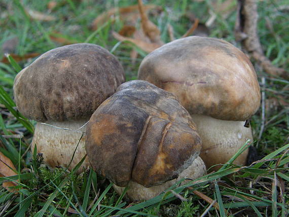 hríb bronzový Boletus aereus Bull. ex Fr.