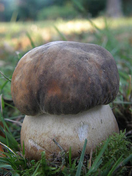 hríb bronzový Boletus aereus Bull. ex Fr.