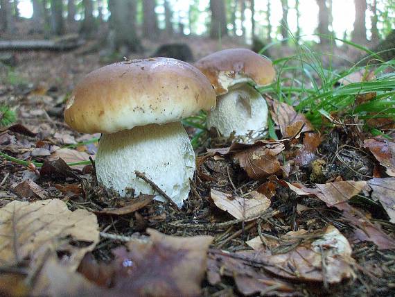 hríb smrekový Boletus edulis Bull.