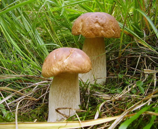 hríb smerekový Boletus edulis Bull.