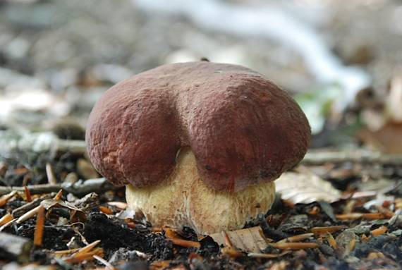 hríb sosnový Boletus pinophilus Pil. et Dermek in Pil.