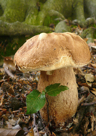 hríb dubový Boletus reticulatus Schaeff.