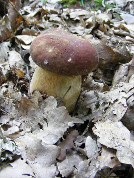 hríb dubový Boletus reticulatus Schaeff.