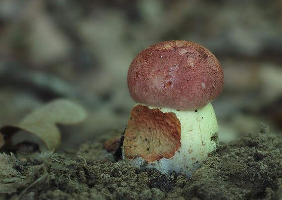 hríb nádherný Butyriboletus fuscoroseus (Smotl.) Vizzini & Gelardi