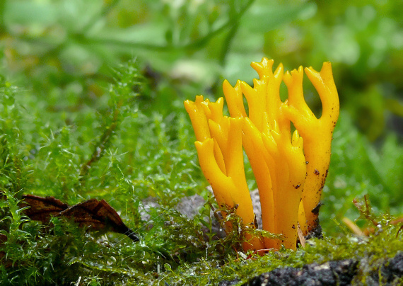 parôžkovec lepkavý Calocera viscosa (Pers.) Fr.