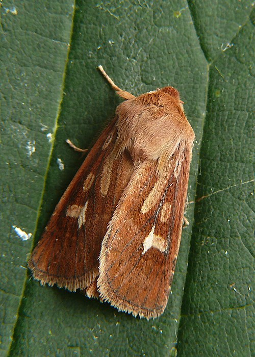 mora lúčna Cerapteryx graminis