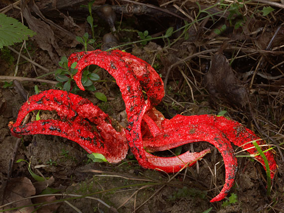 mrežovka kvetovitá Clathrus archeri (Berk.) Dring