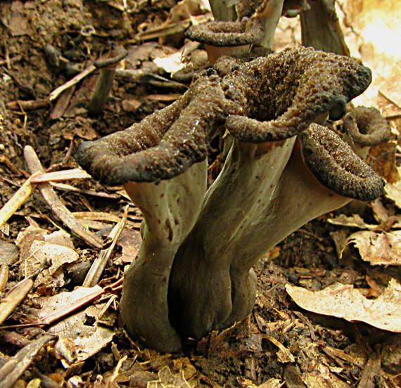 lievik trúbkovitý Craterellus cornucopioides (L.) Pers.