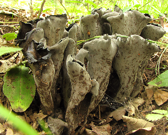 lievik trúbkovitý Craterellus cornucopioides (L.) Pers.